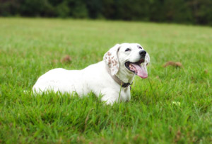 Abby – Helped November 2011