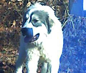 Bella – Helped January 2011