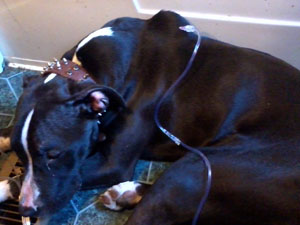 Hank – Helped February 2012
