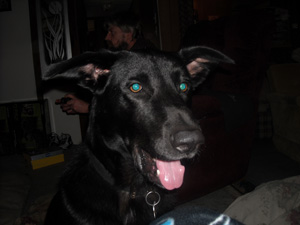 Shadow – Helped December 2012