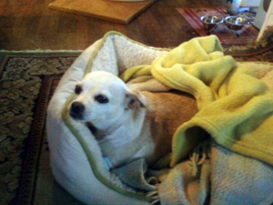 Sophie – Helped December 2011