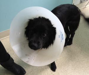 Yoshi – Helped February 2013