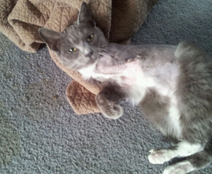 Catnip, now called Angel-Helped February 2013