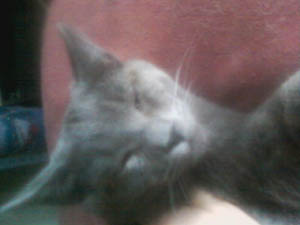 Basil – Helped March 2013