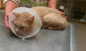 Biscuit – Helped May 2012