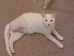 Blue – Helped April 2013