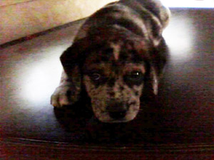 Butch – Helped January 2013