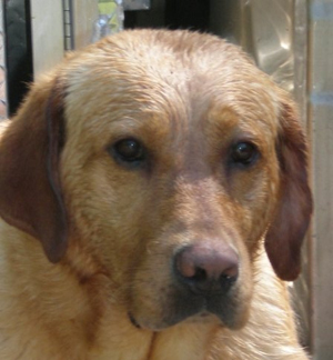 Drake – Helped July 2011