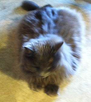 Garfield – Helped March 2013