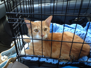 Garfield – Helped September 2012
