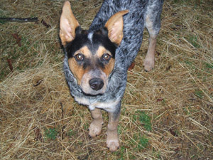 Jasper – Helped July 2011