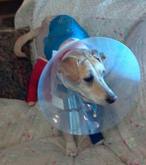 Lexi – Helped September 2011