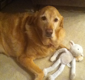 Maggie – Helped April 2013