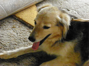 Molly – Helped September 2010