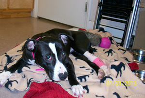 Moo – Helped January 2013|