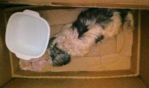 Princess – Helped March 2013