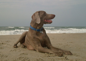 Riley – Helped April 2013