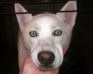 Sasha – Helped May 2012