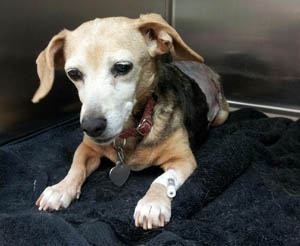 Shylow – Helped March 2013