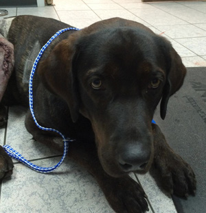 Lucas – Helped October 2014