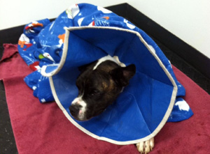 Jethro – Helped November 2014