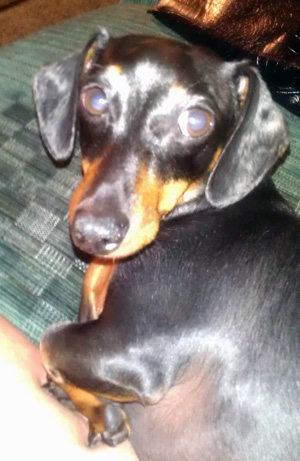 Pumpkin – Helped November 2014