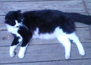 Luke and Trouble – Helped November 2014