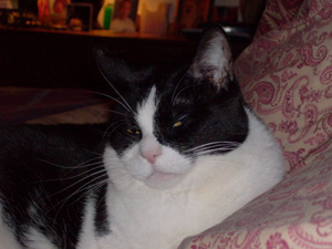 Mooch – Helped February 2015