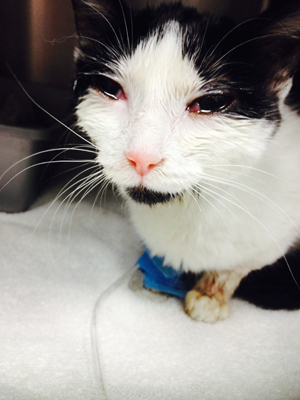 Baby – Helped March 2015