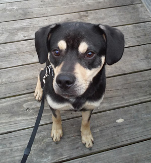 Niko – Helped March 2015