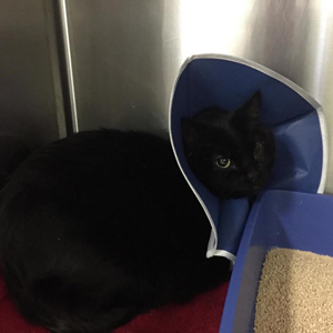 Tiki – Helped March 2015