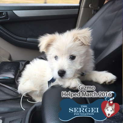 Gizmo – Helped March 2016