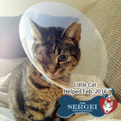 Little Cat – Helped Feb. 2016