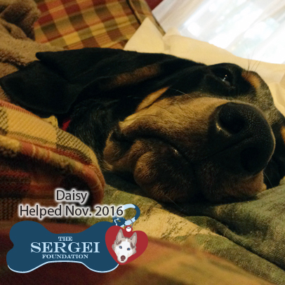 Daisy – Helped Nov. 2016