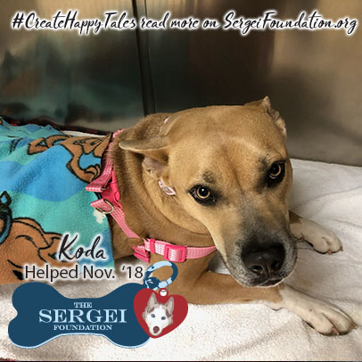 Koda – Helped Nov. 2018