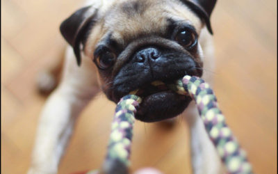 Pet Toy Pitfalls to Avoid…